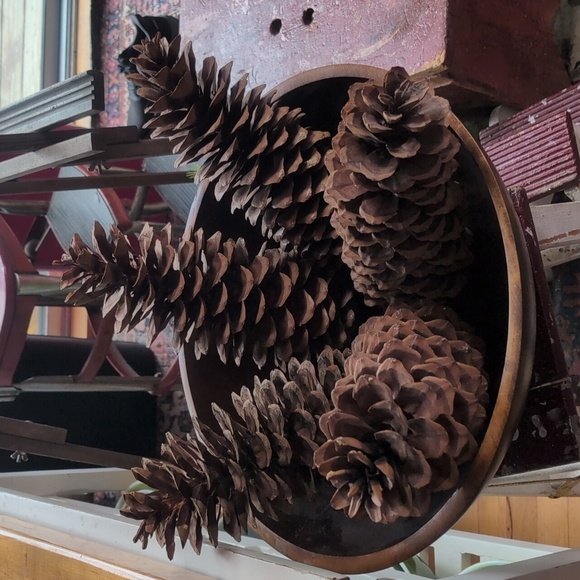 💥SOLD OUT💥Huge Authentic Sugar Pinecones 13to14inches Long - Picture 5 of 11